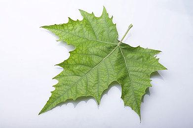 《心跳回忆GirlsSide》三部曲宣布登陆NS 2月14日发售